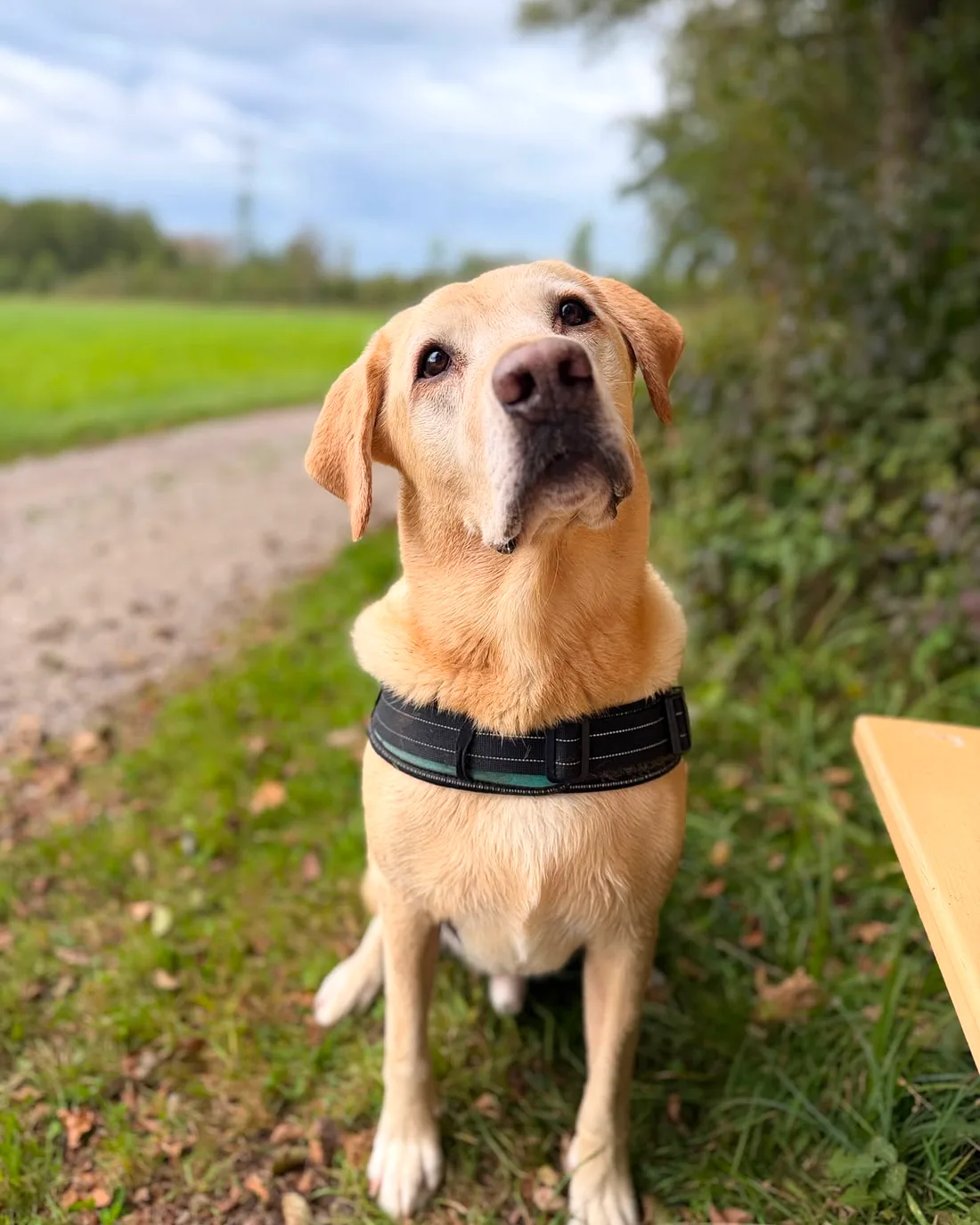 Mobiles Hundetraining im Alltag – Hund und Halterin üben auf einem Feldweg bei Wasserburg